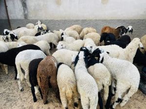 Cutting Sheep meat