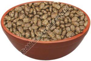 RichBloom Castor Seeds