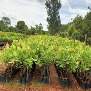 Well Watered Grafted Cashew Plant