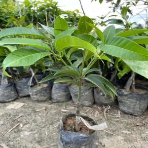 Grafted Mango plant