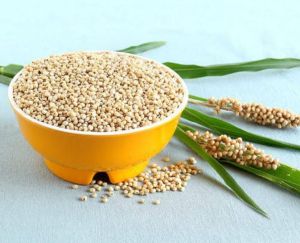 Organic Sorghum Seeds