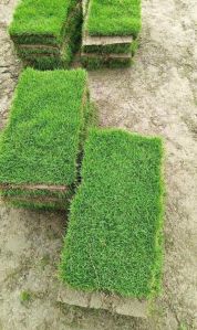 Natural carpet grass