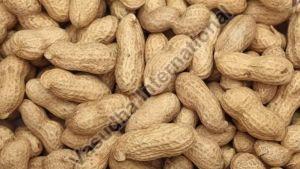 Groundnut