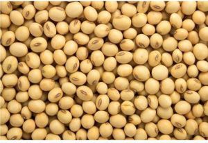 Soybean