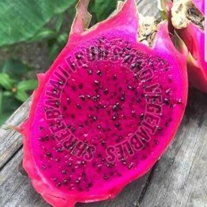 Hybrid Dragon Fruit