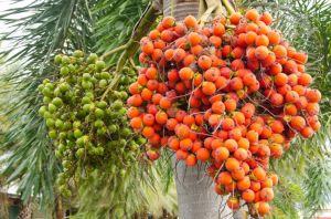 areca nut