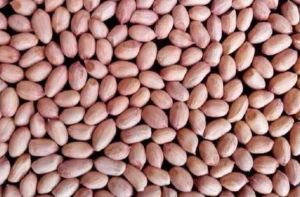 Bold Groundnut Kernels
