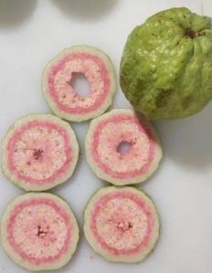 dehydrated guava