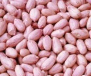 HPS Groundnut Kernels