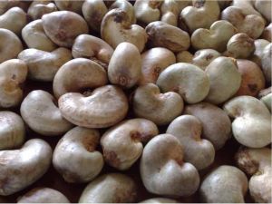 raw cashew nuts in shell