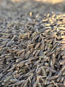 Cumin Seeds