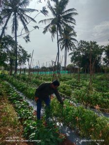 Fresh Vegetables