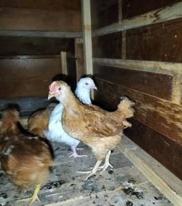 Country Chicken Chicks