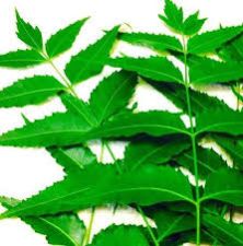 Natural Fresh Neem Leaves