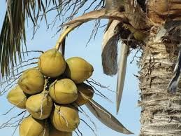 Tender Coconut