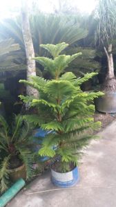 Palm Plant