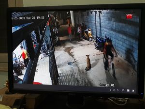 IP Cameras