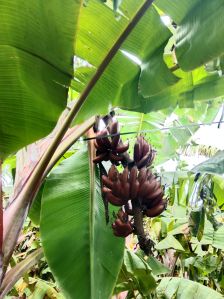 ORGANIC RED BANANA