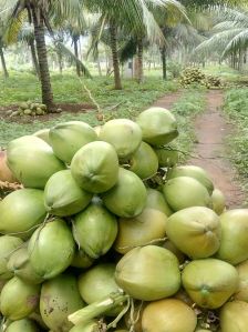 Tender Coconut