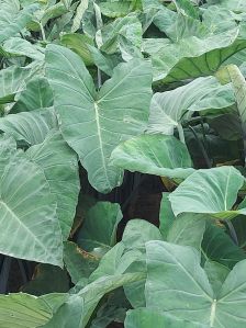 Colocasia