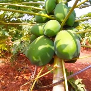 Papaya Seeds