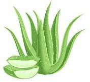 Fresh Aloe Vera Leaf