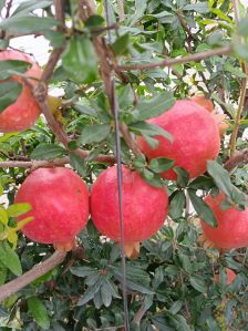 pomegranate fruit