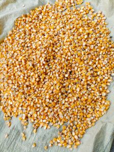 Yellow Corn Seeds