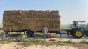 Paddy Straw Bales