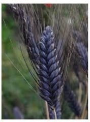 black wheat