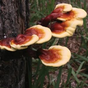 Ganoderma Lucidum Mushroom