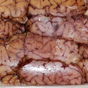 Frozen Goat Brain Meat