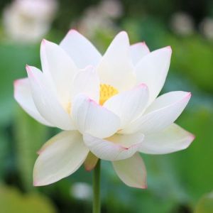 Fresh White Lotus Flower