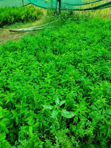 White sandal plants