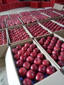 fresh kashmiri apples