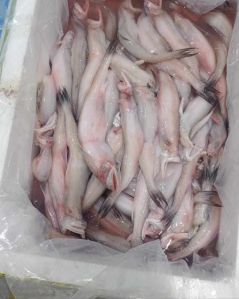 bombay duck fish