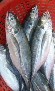 Horse Mackerel Fish