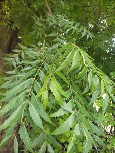 Neem Powder