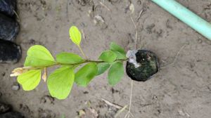 Kashmiri Apple Ber Plant