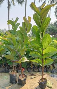 Red Diamond Guava Plant