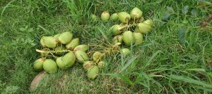 Tender Coconut