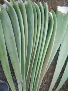 Green Alovera leaf