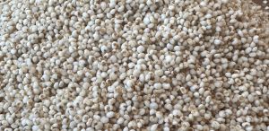 Kodo millet - semi polished raw