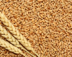 Wheat Grain