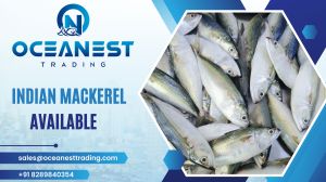 Indian Mackerel