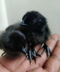 kadaknath chick