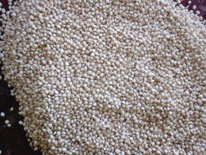 White Sorghum