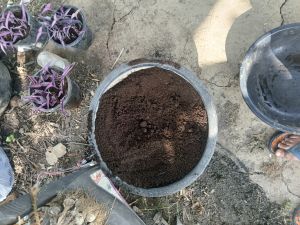 Vermicompost Fertilizer