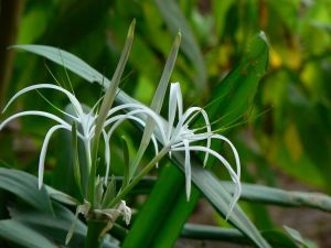 Flower Bulbs