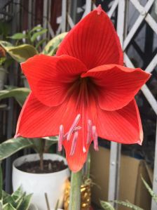 Amaryllis (Amar lily) flower bulb - Red